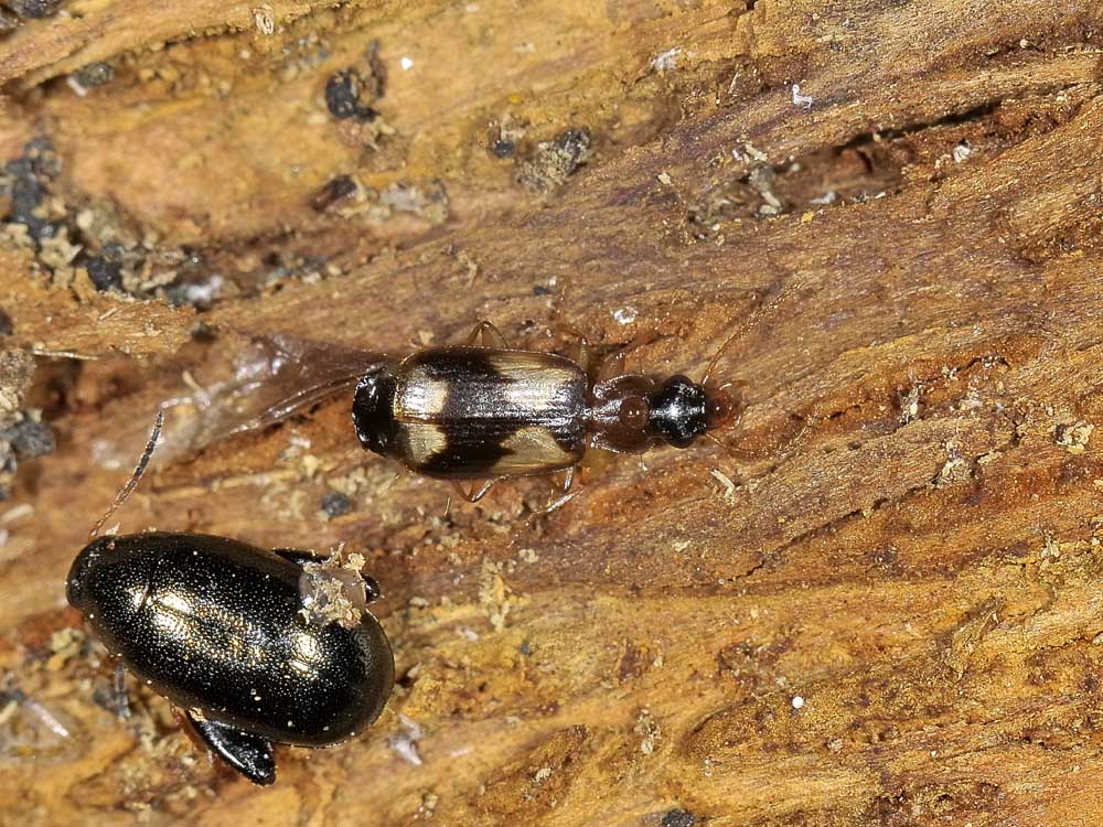 Philorhizus quadrisignatus (Carabidae)